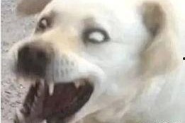 娱乐吃瓜君傻狗的日常,揭秘娱乐圈那些事儿